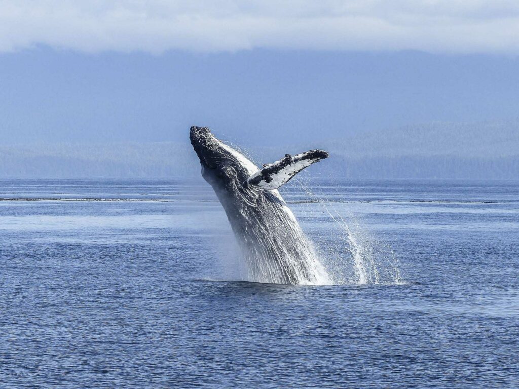 Baleines à bosses à Samaná