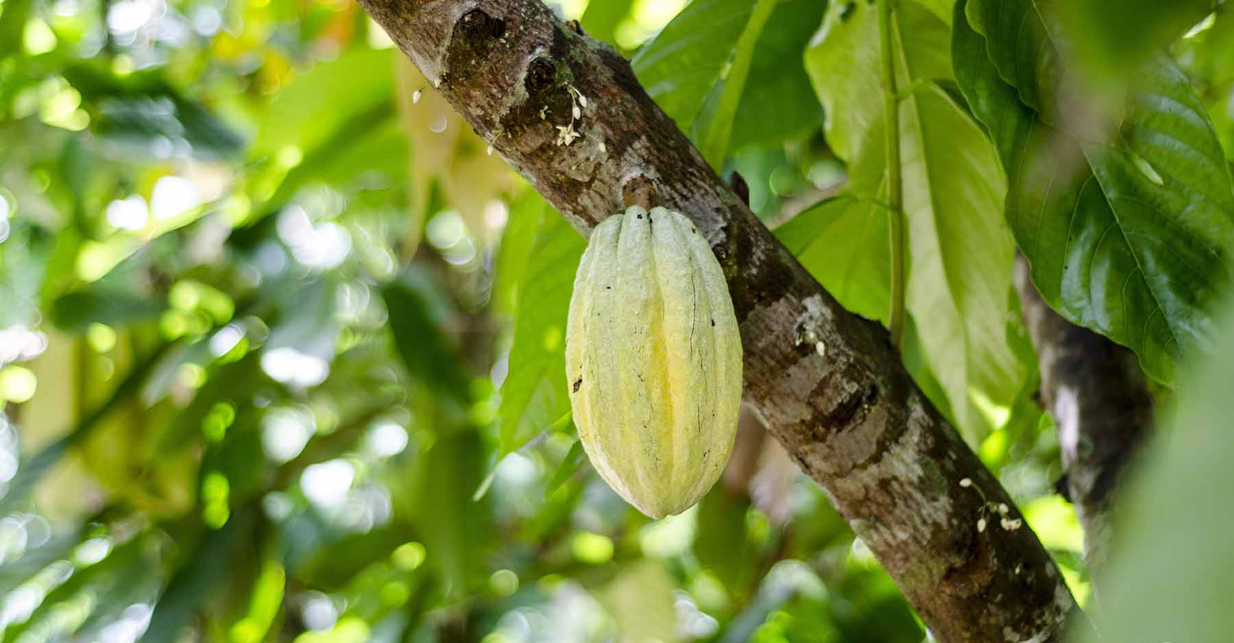 Cacao dominicain